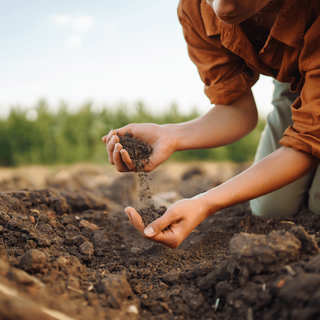 ปุ๋ยและดินบำรุงต้นไม้ - Pamathegardener