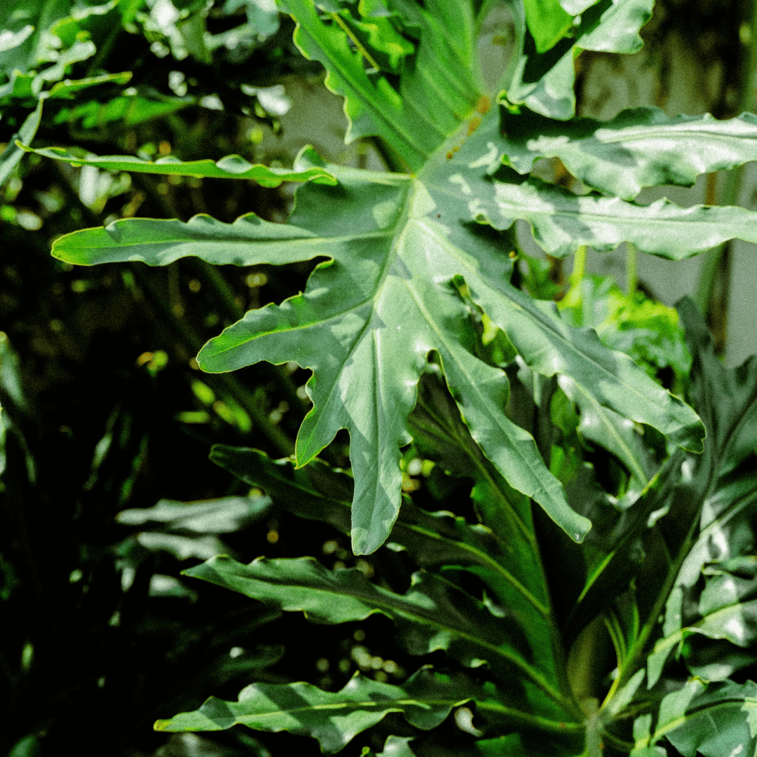 ฟิโลเดนดรอน - Pamathegardener