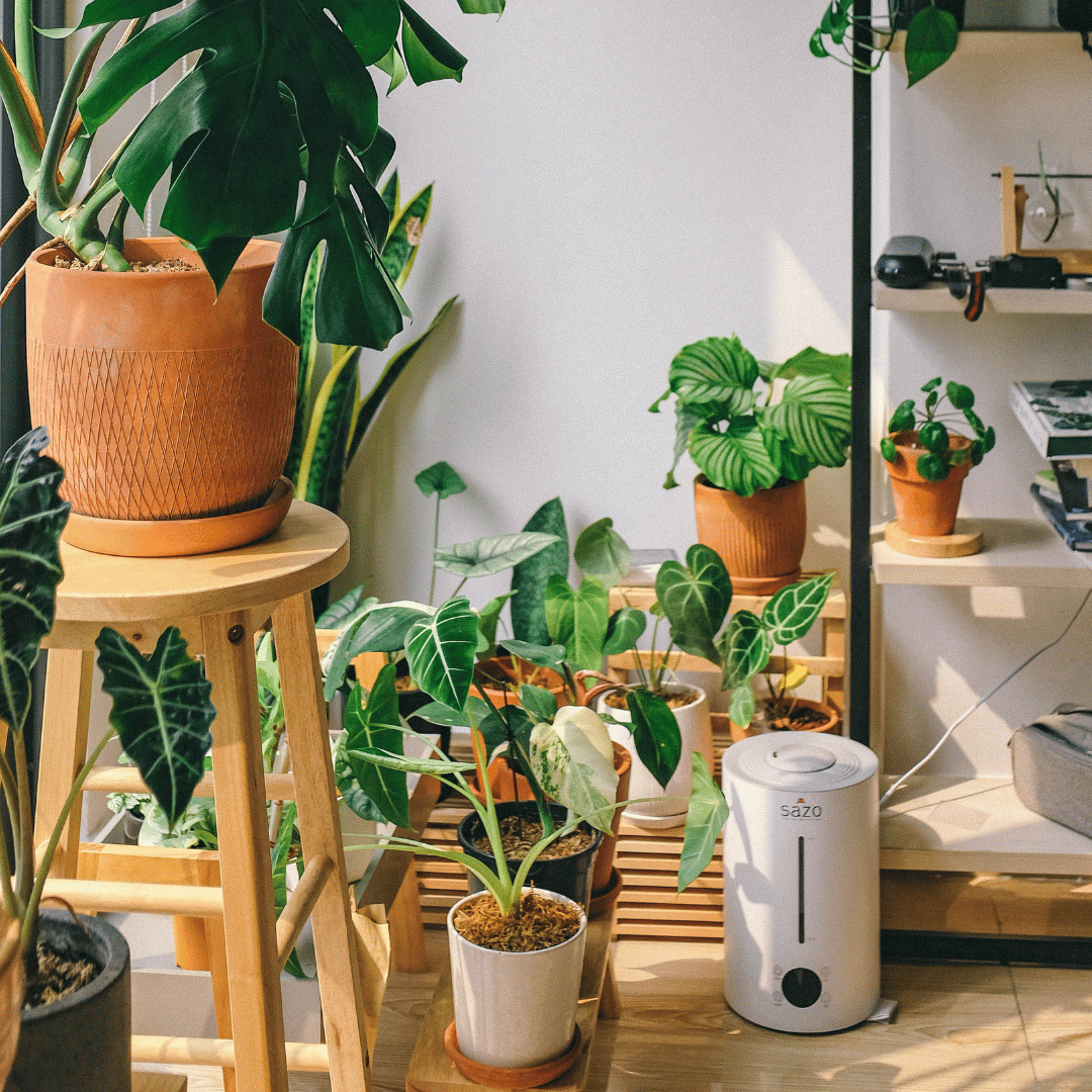 ต้นไม้ฟอกอากาศ - Pamathegardener