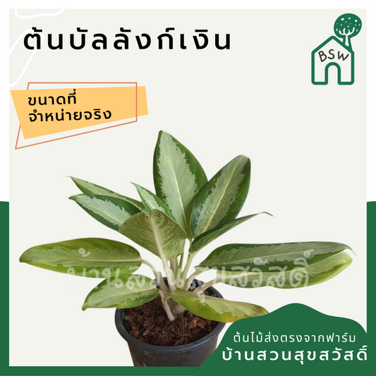 บัลลังก์เงิน (Aglaonema) ไม้มงคลเรียกทรัพย์ในกระถาง 5-6 นิ้ว