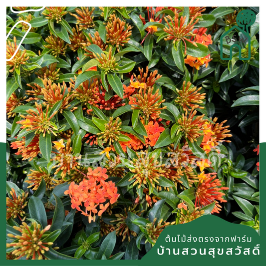 ต้นเข็ม ชัชวาลย์ กระถางใหญ่ พุ่มสูง ดอกมี 2 สี เข็มใบเรียวๆ
