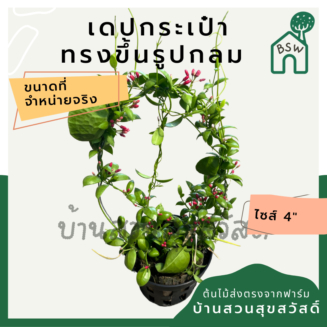 เดปกระเป๋า เลื้อยวงกลม กระถาง 4 นิ้ว