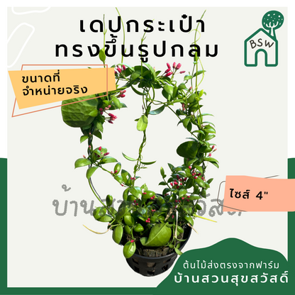 เดปกระเป๋า เลื้อยวงกลม กระถาง 4 นิ้ว