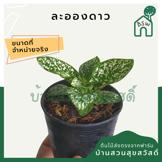 ละอองดาว (Breynia Disticha) ไม้ใบด่างสวยในกระถางพร้อมตั้ง
