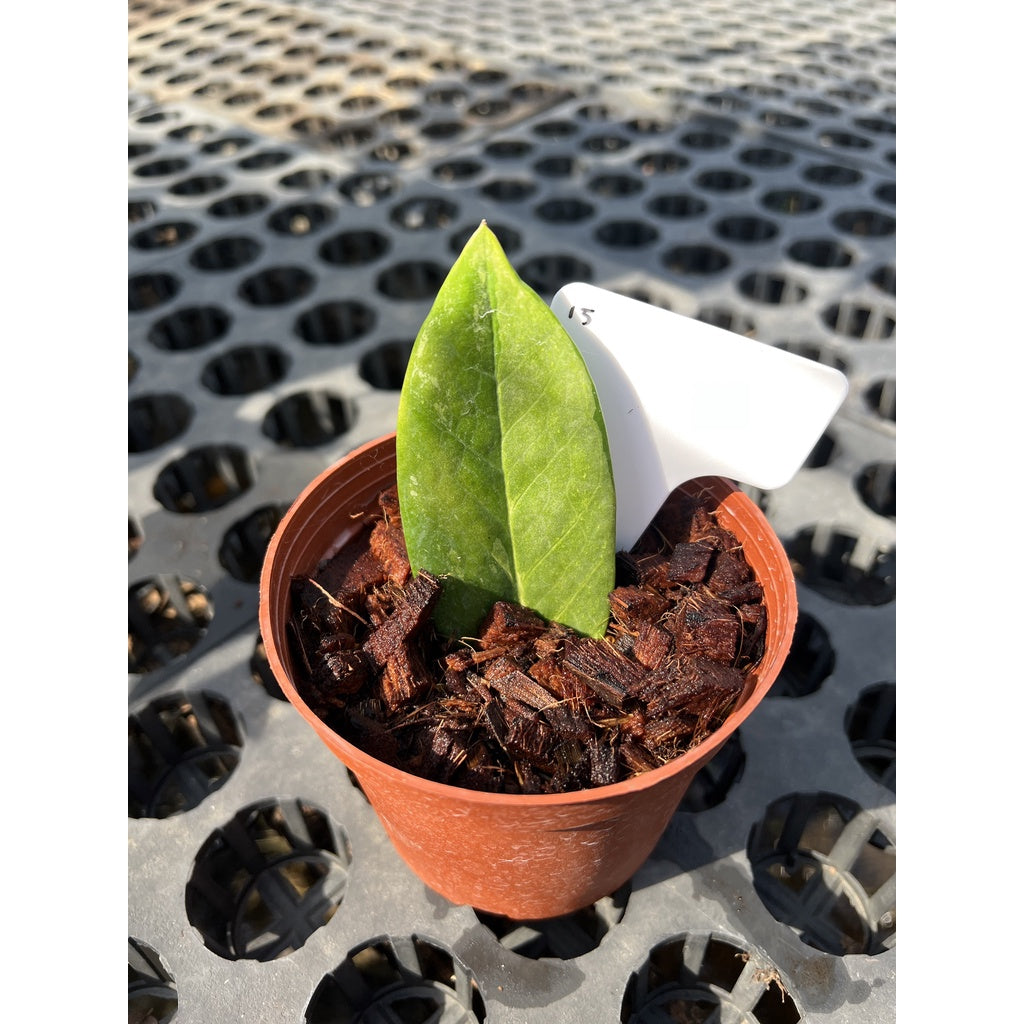 กระถางดำ 4 นิ้ พร้อม กวักมรกตด่าง ด่างสวย เทพมาก มีตุ่มแล้ว