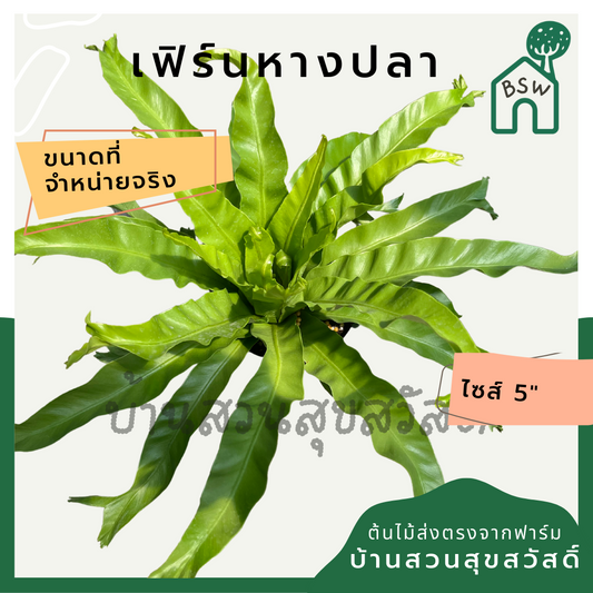 เฟิร์นหางปลา (Polypodium Aureum 'Mandaianum') ไม้ใบในกระถาง 5-6 นิ้ว