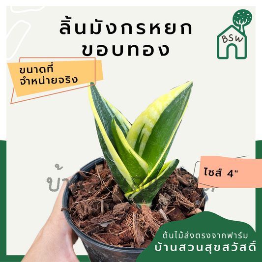ลิ้นมังกรหยกขอบทอง กระถาง 4 นิ้ว ไม้ฟอกอากาศ เหมาะสำหรับมือใหม่ เลี้ยงในบ้านได้ดี ทนที่สุด