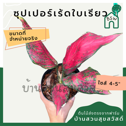 ซุปเปอร์เร้ดใบเรียว อโกลนีมา มาในกระถางพร้อมตั้ง