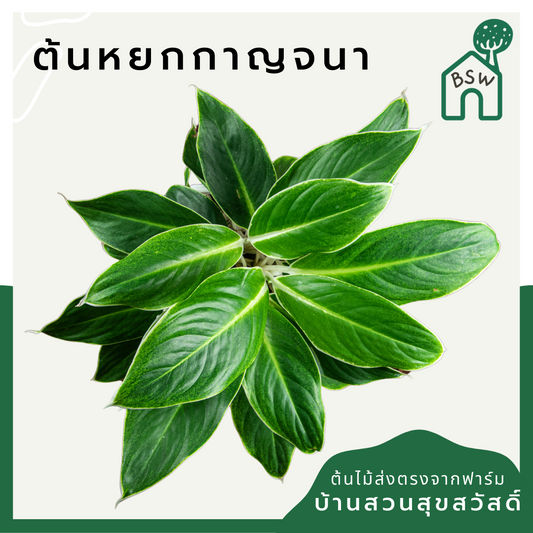 หยกกาญจนา (Aglaonema) ไม้มงคลในกระถางพร้อมตั้ง