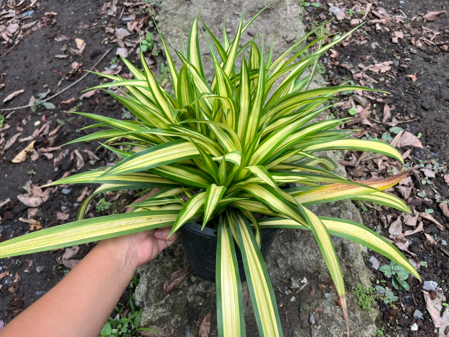 เตยด่าง (Pandanus Veitchii) ไม้ใบสวยในกระถางพร้อมตั้ง
