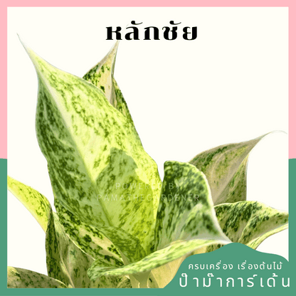 อโกลนีม่าหลักชัย (Sombatsiam)