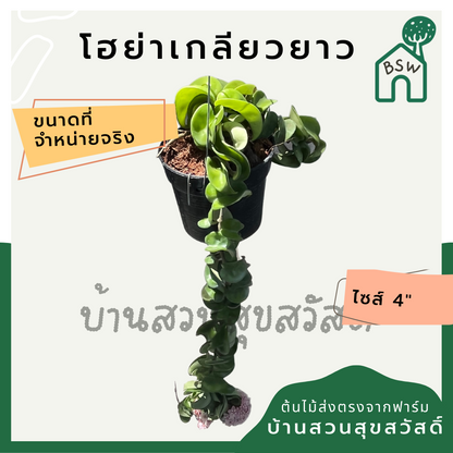 โฮย่าเกลียว แบบยาวๆ เป็นต้นสมบูรณ์ พร้อมออกดอก Hoya compacta