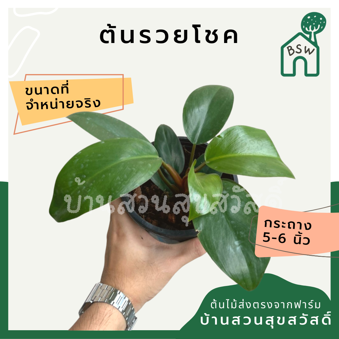 ต้นรวยโชค มาในกระถางพร้อมตั้ง ฟิโลก้านแดง รากแน่น