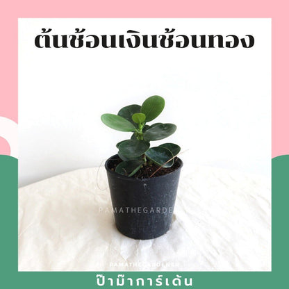 ต้นไม้มงคล ไม้ฟอกอากาศ ต้นใหญ่ รากแน่น ต้นไม้เสริมดวง
