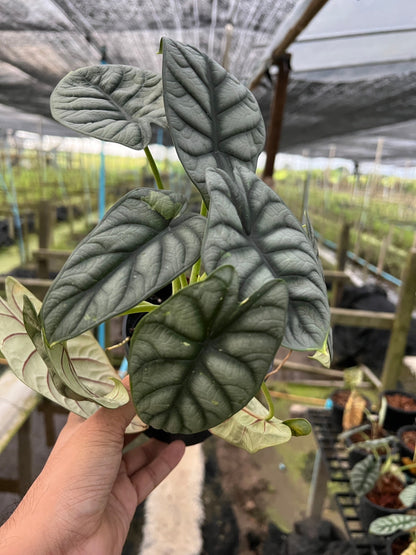 Alocasia variegated Alocasia Silver Dragon Black Velvet Dragon Scale ต้นอโลคาเซียด่าง
