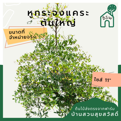 หูกระจงแคระ (Ficus Benjamina 'Compacta') ไม้ทรงสวยในกระถาง 11 นิ้ว