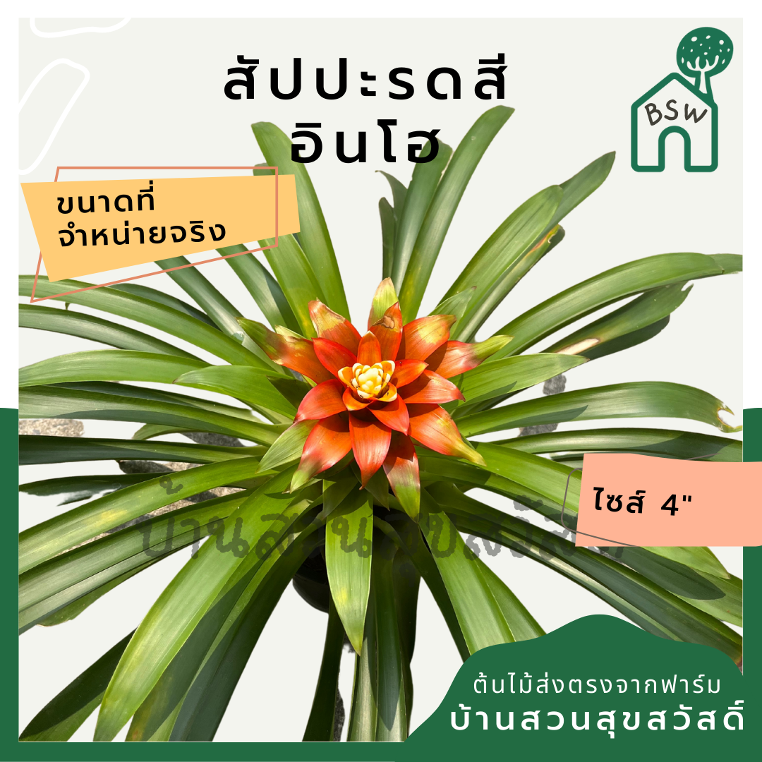 ต้นสัปปะรดสี สัปปะรดดอก มาในกระถาง 4 นิ้ว พร้อมตั้ง
