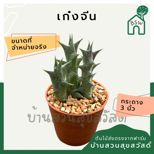 แคคตัสเก๋งจีนลายม่วง (Huernia) กระบองเพชรในกระถางพร้อมตั้ง