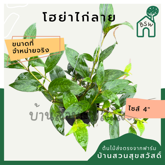 โฮย่าไก่ลาย โฮย่า ไก่ลาย มาในกระถางพร้อมตั้ง ไม้รำไรออกดอกสวย ออกดอกเก่ง
