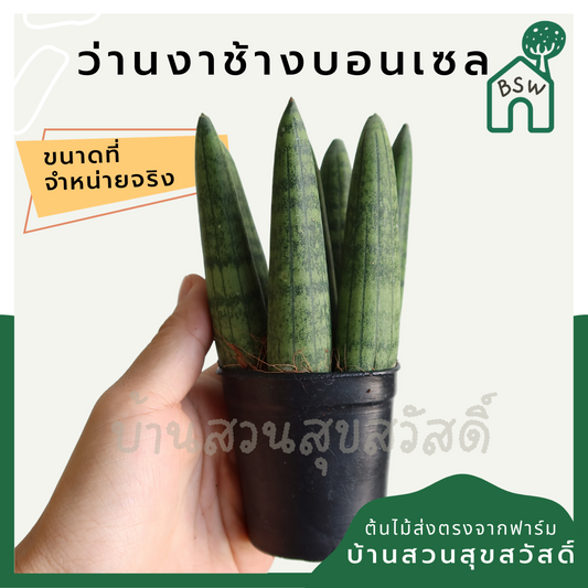 ว่านงาช้างบอนเซล (Sansevieria Boncellensis) ไม้ฟอกอากาศทรงสวย