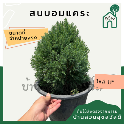 สนบอมแคระ กระถาง 11 นิ้ว
