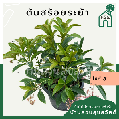 สร้อยระย้า (Russelia Equisetiformis) ไม้ดอกในกระถาง 11 นิ้ว