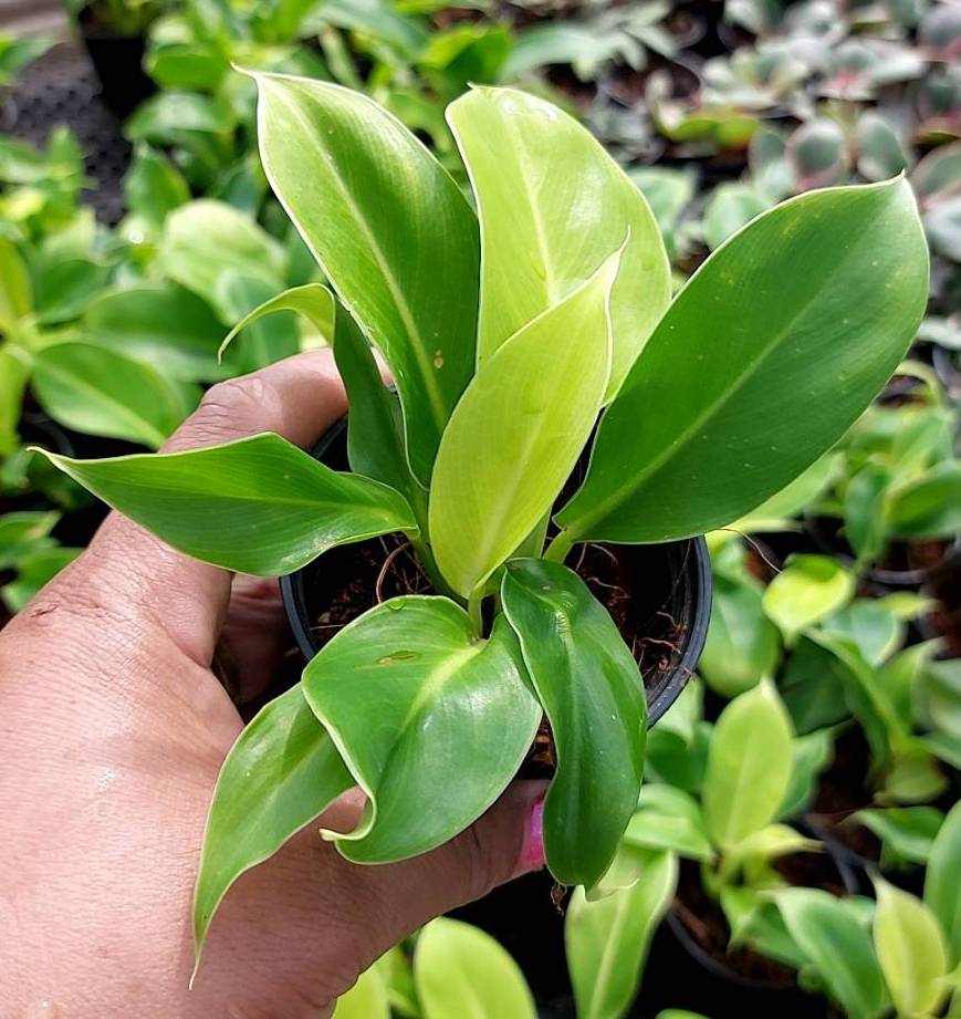 กุมารเรียกทรัพย์ (Aglaonema 'Kumarn Riak Sap') ไม้มงคลในกระถาง 2-3 นิ้ว