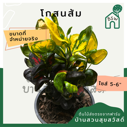 โกสนส้ม กระถาง 5-6 นิ้ว ต้นโกสน เป็นไม้แดด ไม้ด่างสวย ใบสีสันสดใส