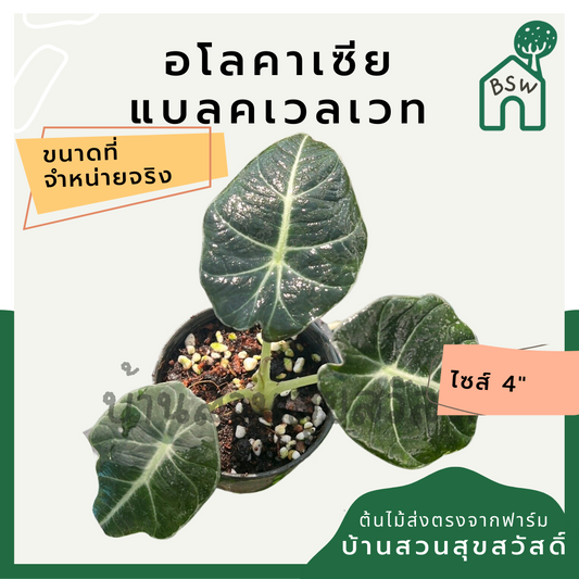 อโลคาเซียแบลคเวลเวท (Alocasia Reginula) ไม้ใบกำมะหยี่ในกระถาง 4 นิ้ว