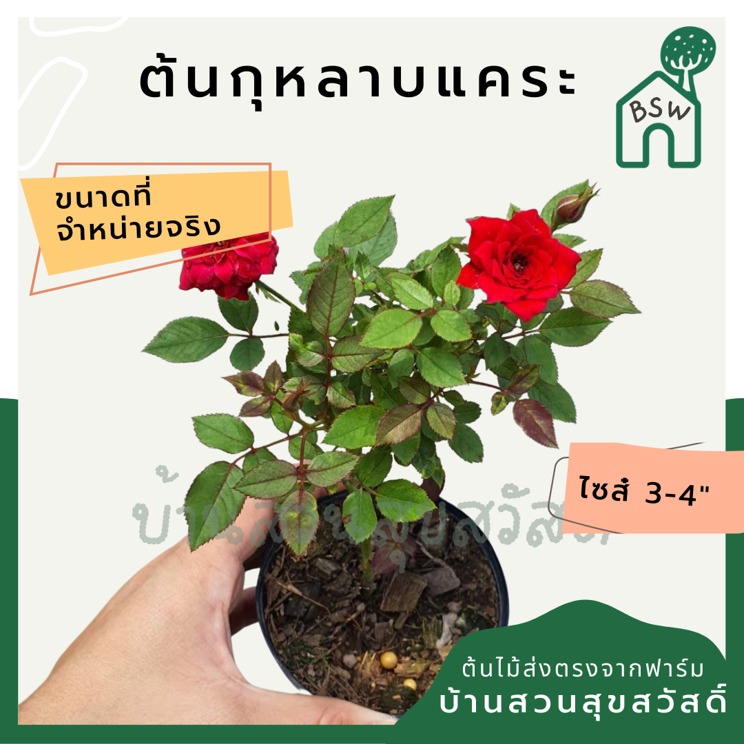 ต้นกุหลาบแคระ มาในกระถางพร้อมตั้ง ออกดอกสีสวย มีหลายสี