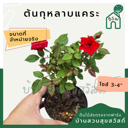 ต้นกุหลาบแคระ มาในกระถางพร้อมตั้ง ออกดอกสีสวย มีหลายสี
