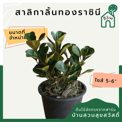 สาลิกาลิ้นทองราชินี (Ficus Annulata 'Queen') ไม้ใบสวยในกระถางพร้อมตั้ง
