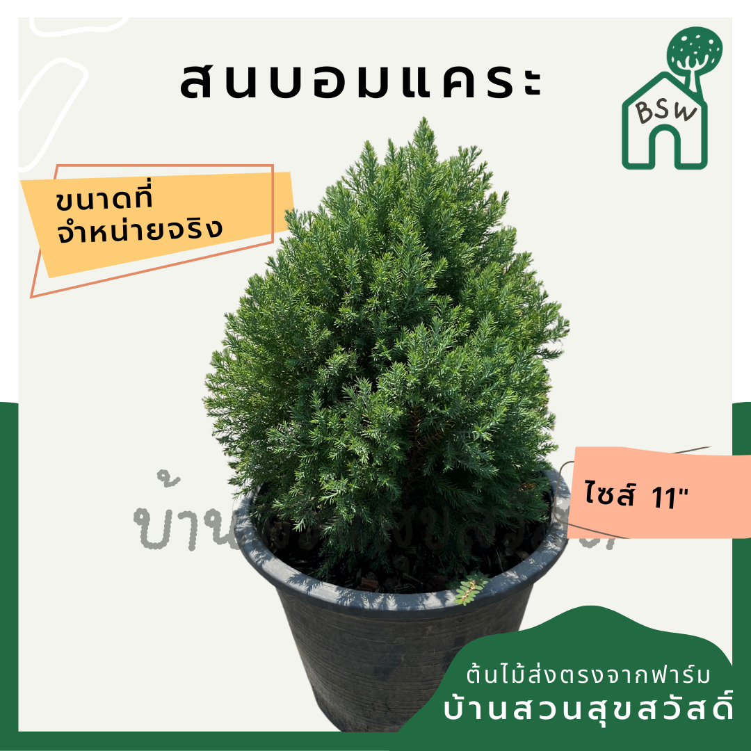 สนบอมแคระ กระถาง 11 นิ้ว