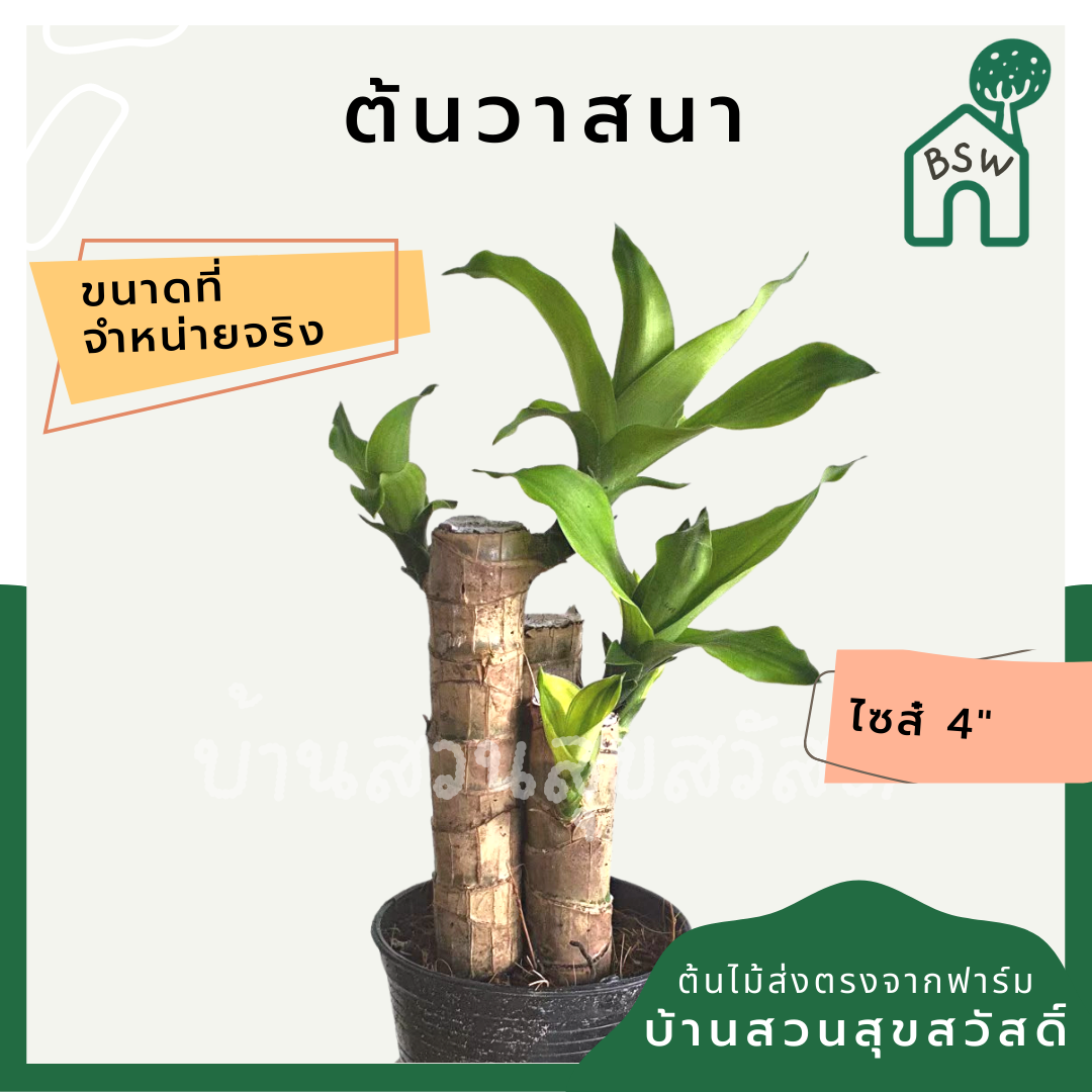ต้นวาสนา มาในกระถางพร้อมตั้ง