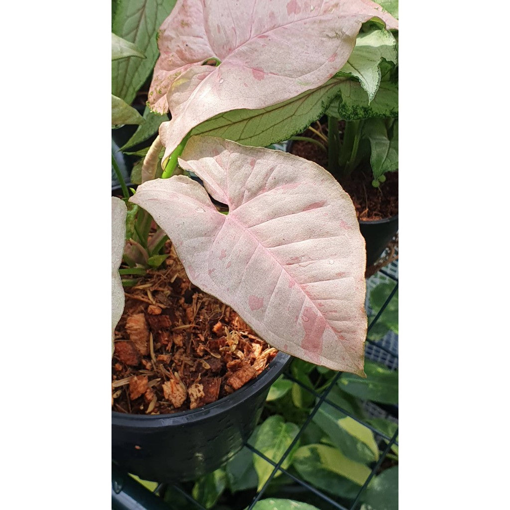 ออมชมพู ใบด่าง Pink Spot syngonium  กระถาง 5 นิ้ว คัดลาย