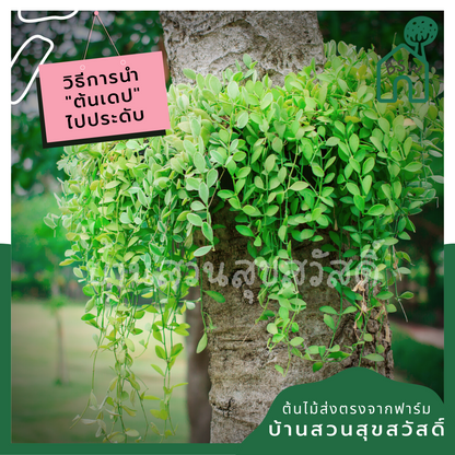 ต้นเดปใบด่างพันกาบมะพร้าวพร้อมลวดแขวน