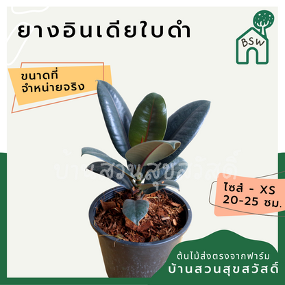ต้นยางอินเดีย ในกระถาง 5-6 นิ้ว