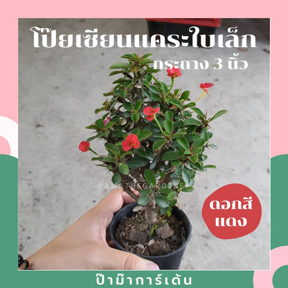 ต้นโป๊ยเซียนแคระ ในกระถาง 5-6 นิ้ว ไม้แดด ออกดอกตลอดปี