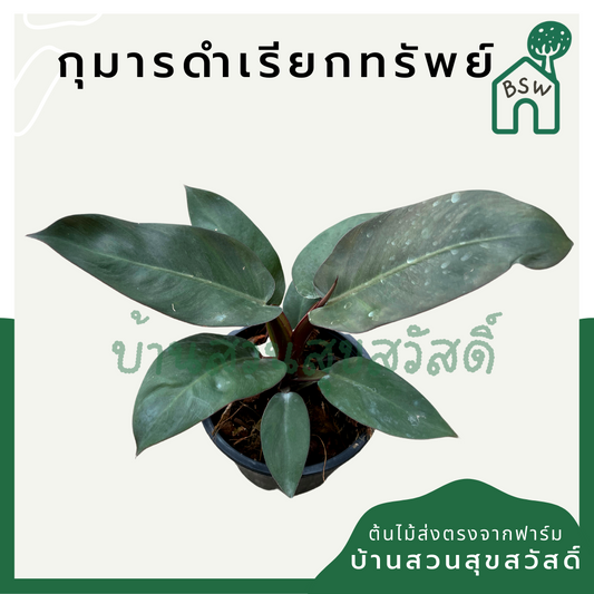 กุมารดำเรียกทรัพย์ (Aglaonema 'Kumarn Dam') ไม้มงคลในกระถางพร้อมตั้ง
