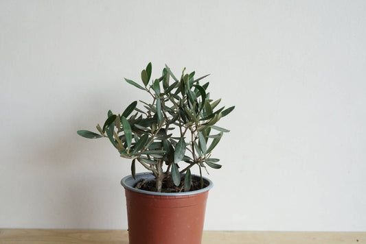 ต้นโอลีฟ Olive tree ไม้นำเข้าจากยุโรป 30 - 120 cm