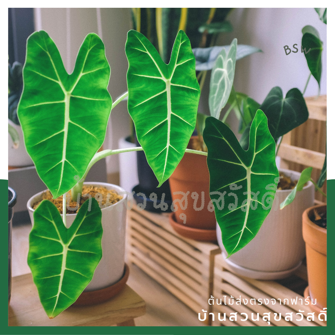 อโลคาเซีย ฟรายเด็ก (Alocasia Frydek) ใบกำมะหยี่ในกระถาง 4 นิ้ว	1. ชื่อภาษาไทย: อโลคาเซีย ฟรายเด็ก<br>2. ชื่อภาษาอังกฤษ: Alocasia Frydek<br>3. ชื่อวงศ์: Araceae (วงศ์บอน)<br>4. คำอธิบายต้นไม้: อโลคาเซีย ฟรายเด็ก เป็นไม้ประดับที่มีใบสีเขียวเข้มและมี