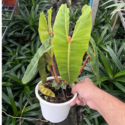 ต้นฟิโลก้านส้ม ฟิโลเดนดรอนก้านส้ม Philodendron billietiae พร้อมส่ง  ไม้เนื้อเยื้อ
