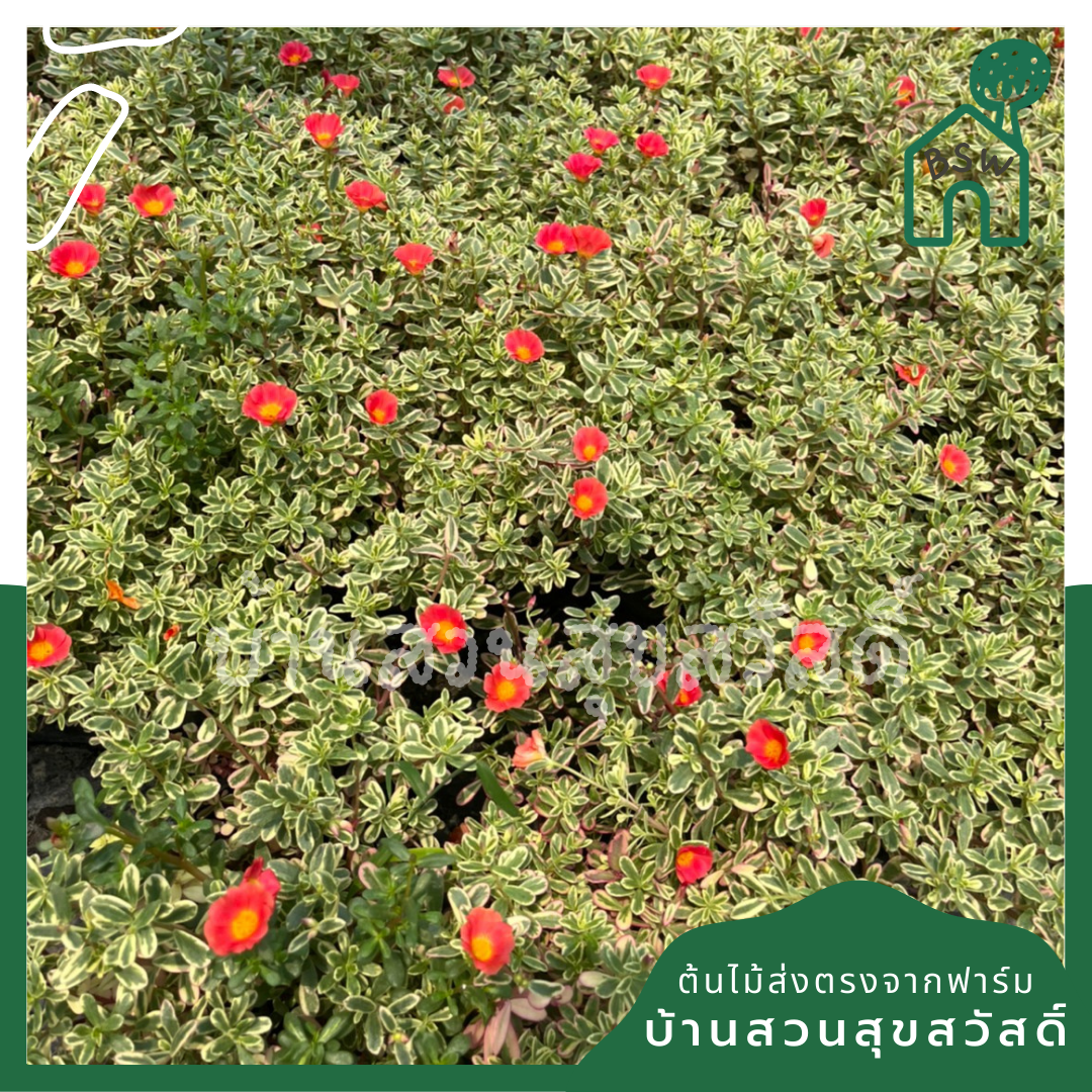 คุณนายตื่นสายไฮโซ (Portulaca Oleracea 'Variegata') ไม้ดอกในกระถาง 5-6 นิ้ว
