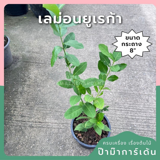 เลม่อน ยูเรก้า พร้อมกระถาง 11 นิ้ว - Pamathegardener