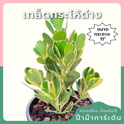 เกล็ดกระโห้ด่าง พร้อมกระถาง 11 นิ้ว - Pamathegardener
