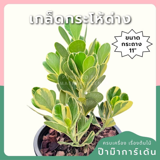 เกล็ดกระโห้ด่าง พร้อมกระถาง 11 นิ้ว - Pamathegardener
