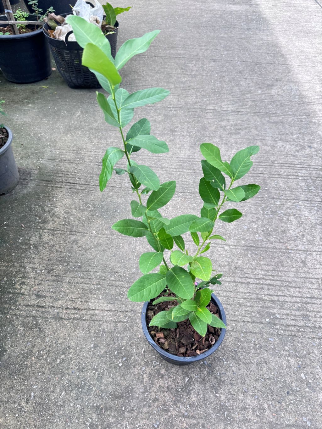 เลม่อน ฮาวาย พร้อมกระถาง 11 นิ้ว - Pamathegardener