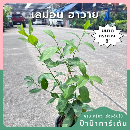 เลม่อน ฮาวาย พร้อมกระถาง 11 นิ้ว - Pamathegardener