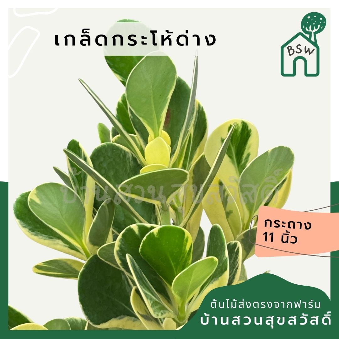เกล็ดกระโห้ด่าง พร้อมกระถาง 11 นิ้ว - Pamathegardener