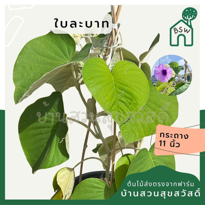 ใบละบาท ส่งพร้อมกระถาง 11 นิ้ว - Pamathegardener